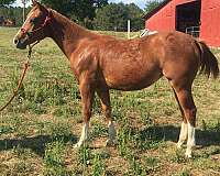 red-roan-aqha-filly-yearling