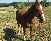 red-roan-filly-yearling-for-sale