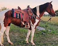 tobiano-horse