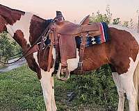 bay-tobiano-horse