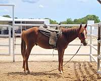 blaze-front-pastern-horse