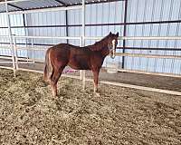 sorrel-blaze-front-pastern-horse