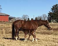 quarter-horse-mare