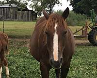 quarter-horse-for-sale