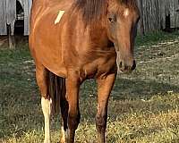 breeding-paint-horse