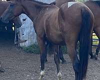 coggins-stallion