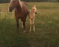 cutting-stallion-broodmare