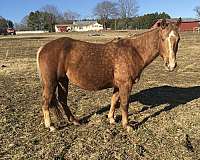 palomino-stallion-broodmare