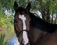 horses-for-sale-thoroughbred