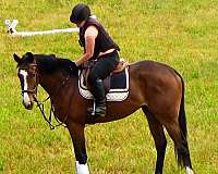 ottbs-for-sale-thoroughbred-horse