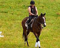 eventing-horses-for-sale-thoroughbred