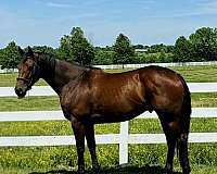 ottbs-for-sale-thoroughbred-horse