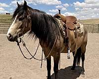 black-buckskin-pony-gelding