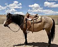 black-buckskin-trail-trail-riding-pony