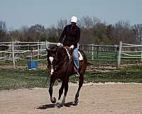 barrel-thoroughbred-horse