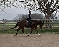 athletic-thoroughbred-horse