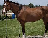 all-around-thoroughbred-horse