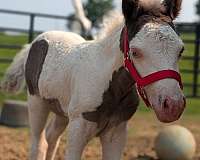 pony-filly