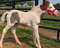 pony-for-sale