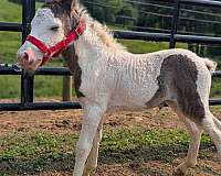 pony