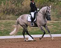 hannovarian-andalusian-horse