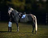 hannovarian-horse