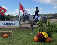 hannovarian-gelding