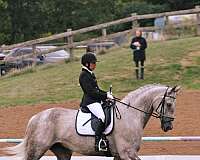 none-horse