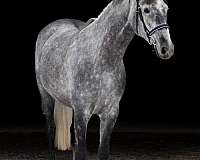 grey-none-horse