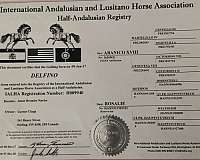 dressage-andalusian-horse