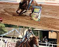 seasoned-barrel-horse