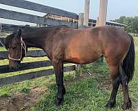 gypsy-vanner-quarter-horse-mare