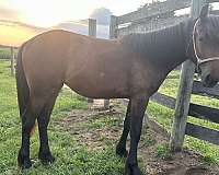 white-star-horse