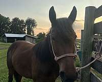 bay-white-star-horse