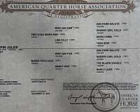 performance-trail-female-mare