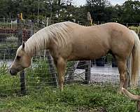 aqha-female-mare