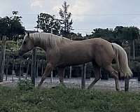 aqha-palomino-female-mare