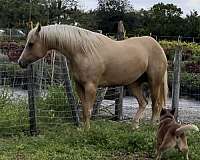 palomino-aqha-female-mare