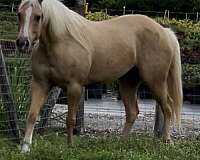 palomino-female-mare-for-sale