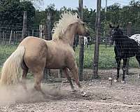 quarter-horse-for-sale