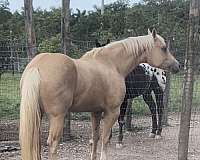 quarter-horse-mare