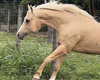 quarter-horse
