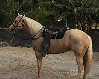palomino-performance-trail-horse