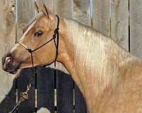 performance-trail-horse