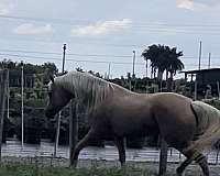 performance-trail-palomino-horse