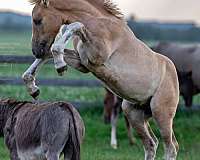 ranch-work-irish-draught-horse