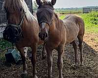 ranch-irish-draught-horse