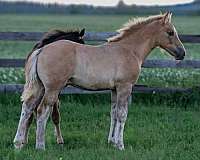 dun-factor-irish-draught-horse