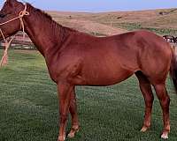 all-around-quarter-horse