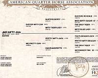 sorrel-quarter-horse-filly